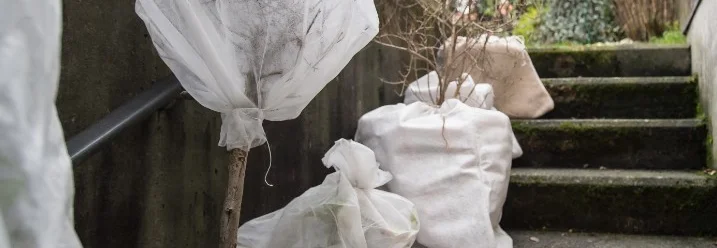 Eingepackte Pflanzen